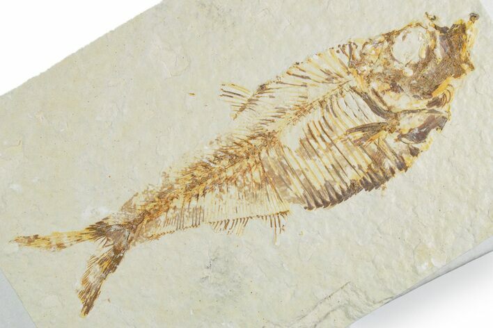 Detailed Fossil Fish (Diplomystus) - Wyoming #357676